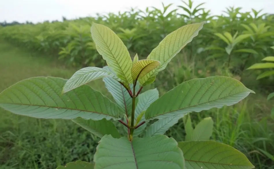 kratom trees